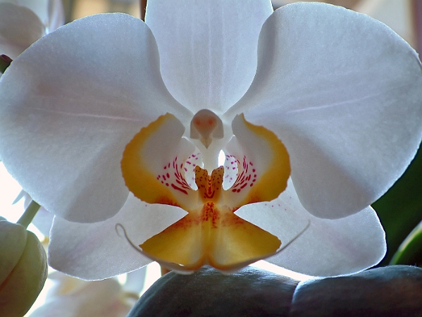 Orchidea Phalaenopsis